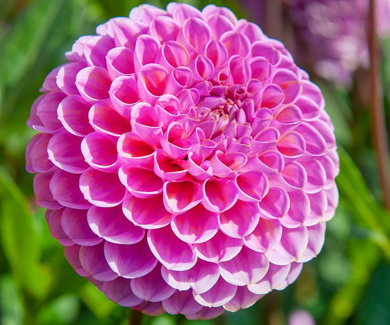 Dahlia 'Isabel'