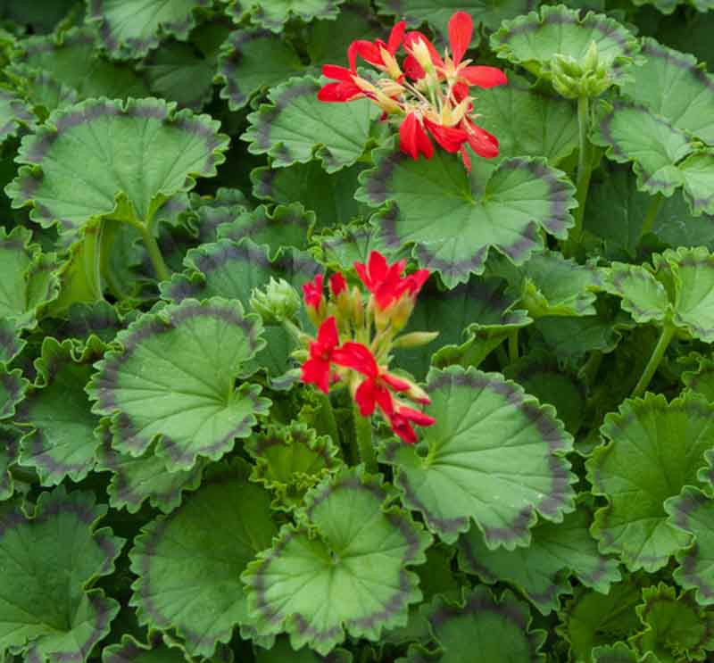 Pelargonium Distinction Fancy Leaf Geranium 5647