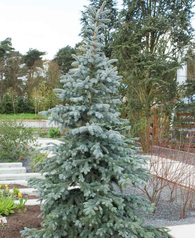 Picea Pungens 'Koster' (Colorado Spruce)