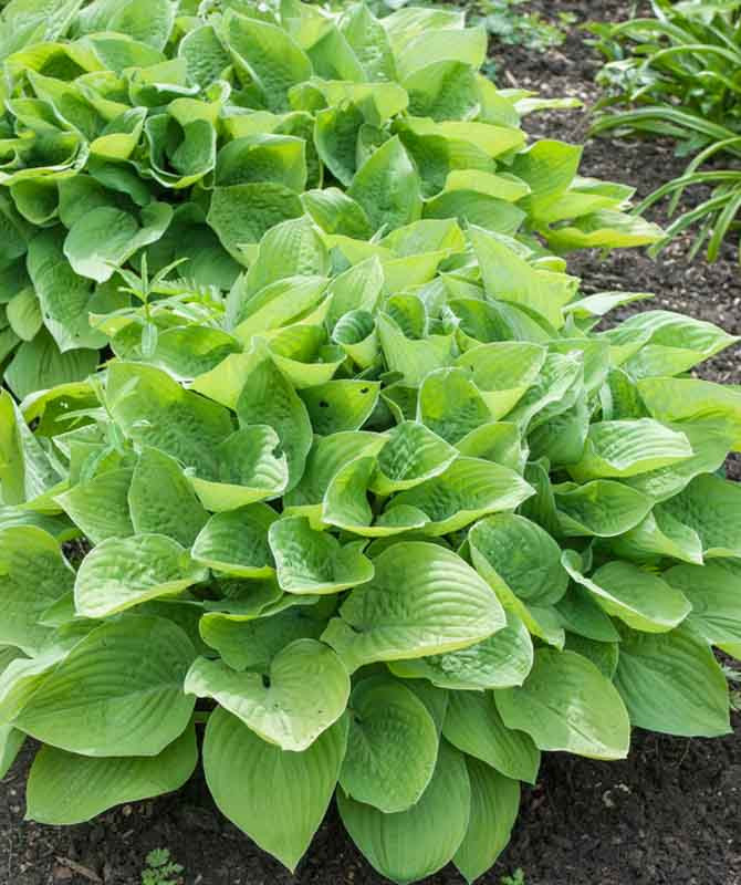 Hosta 'August Moon' (Plantain Lily)