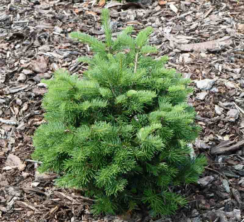 Abies lasiocarpa 'Green Globe' (Alpine Fir)