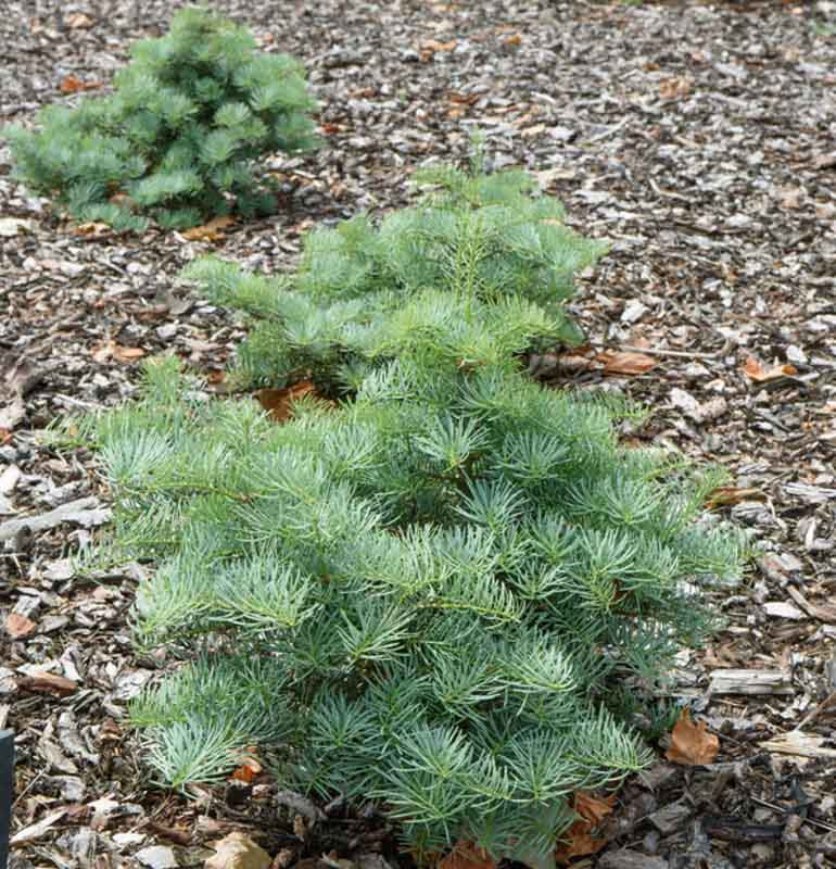 Abies concolor 'Archer’s Dwarf' (White Fir)