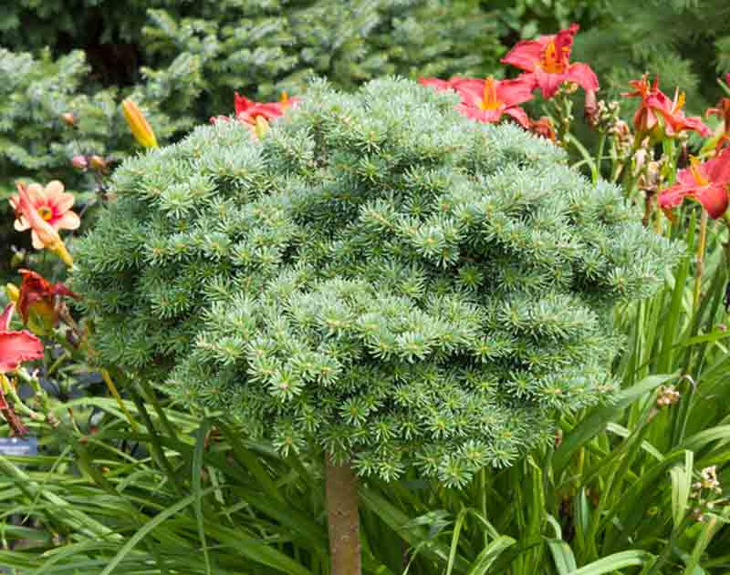 Abies Koreana 'Blauer Eskimo' (Korean Fir)