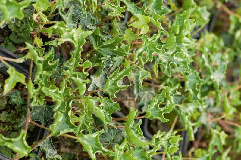 Hedera helix 'Ivalace' (English Ivy)