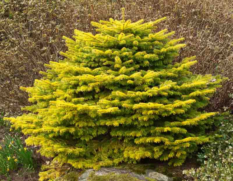 Abies Nordmanniana 'Golden Spreader' (Caucasian Fir)