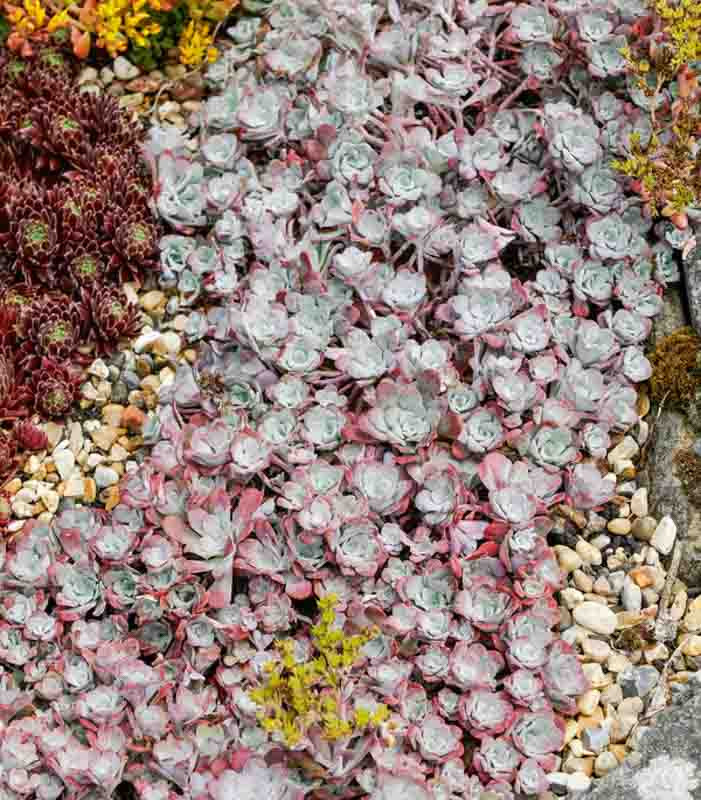 Sedum Spathulifolium Purpureum Broadleaf Stonecrop 7236