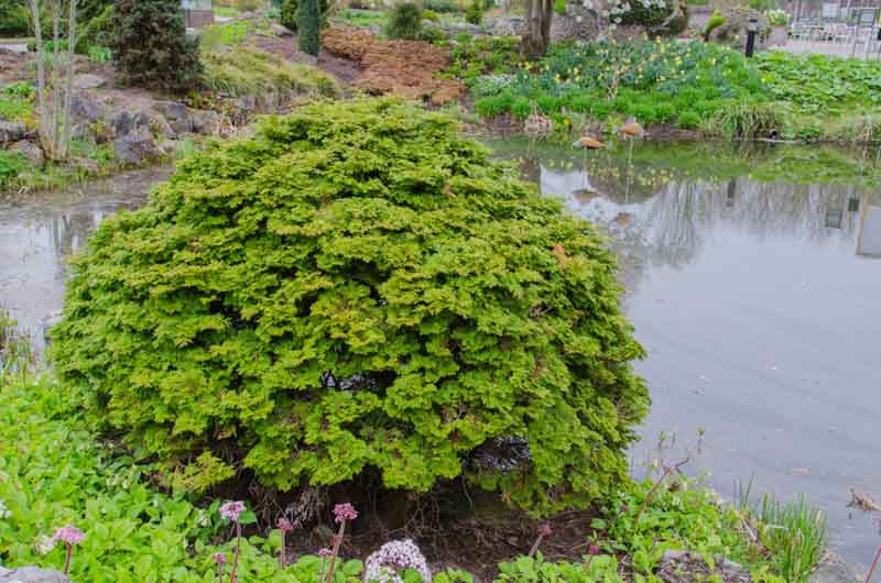 Chamaecyparis Obtusa Pygmaea Hinoki Cypress