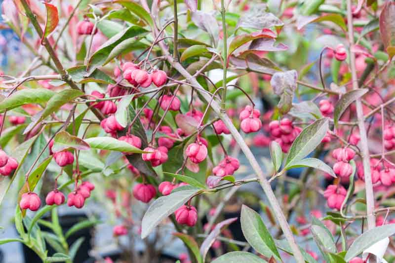 Euonymus Europaeus Red Cascade Spindle