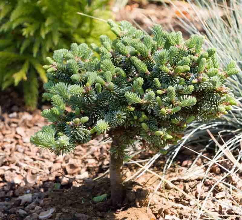 Abies procera 'Blaue Hexe' (Blue Noble Fir)