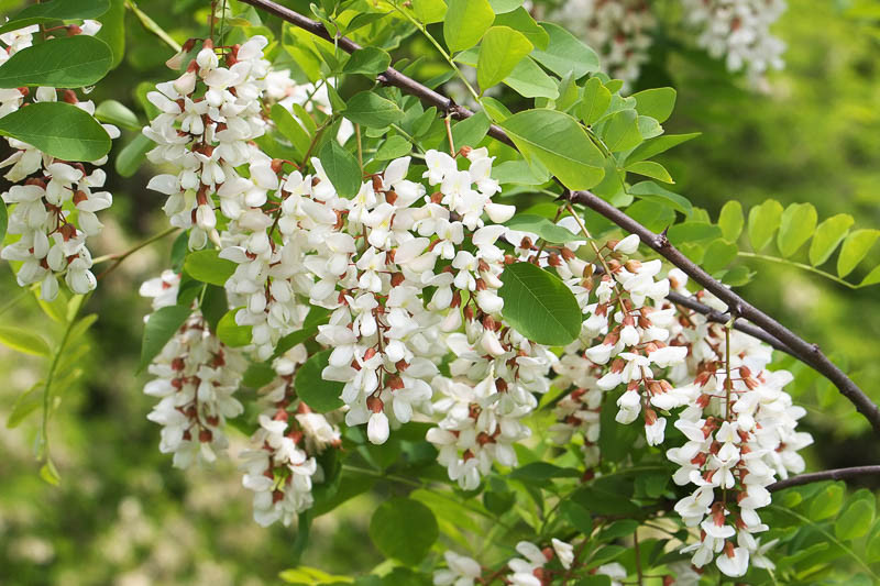 Robinia Pseudoacacia Black Locust 