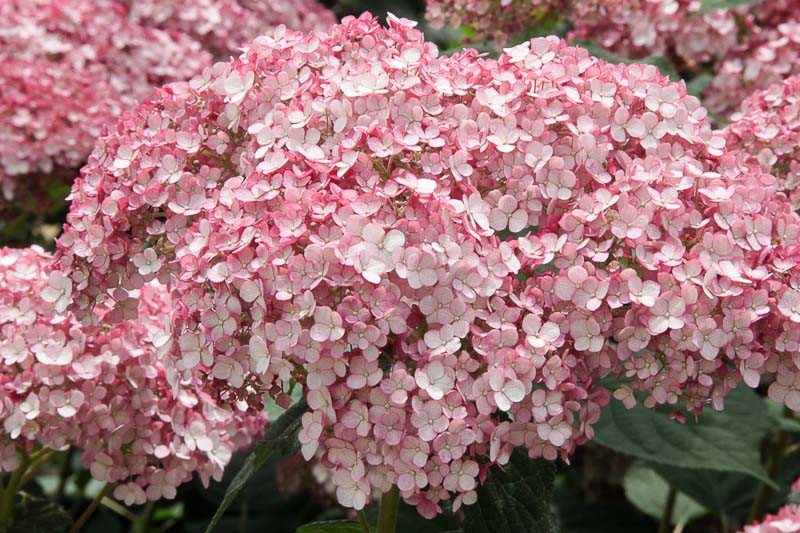 incrediball hydrangea shade