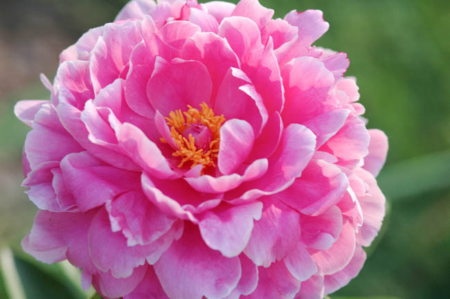 Paeonia 'Rozella' (Peony)