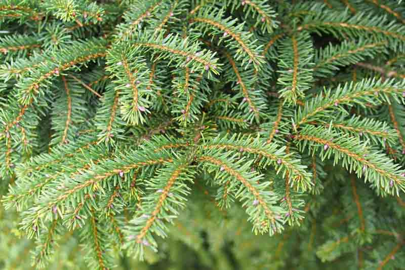 Picea abies 'Sherwoodii' (Norway Spruce)