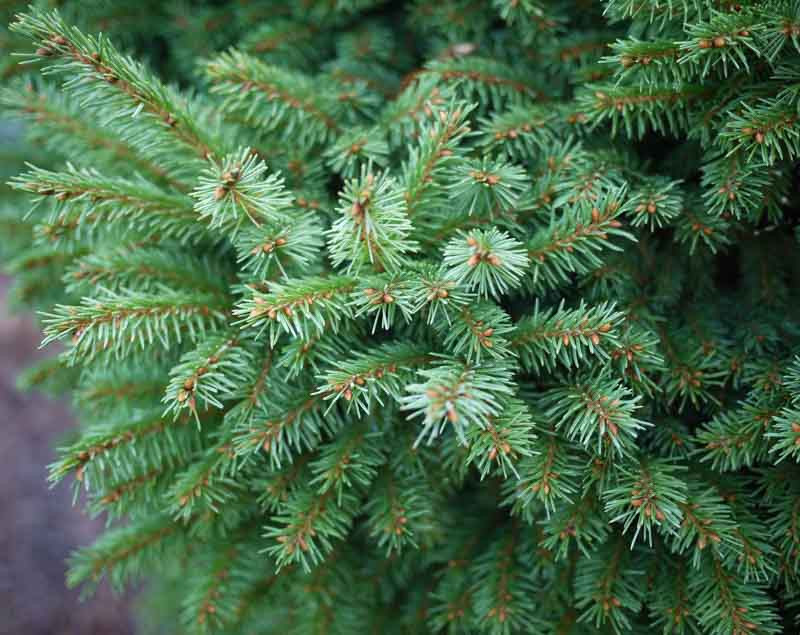 Picea abies 'Witches' Brood' (Norway Spruce)