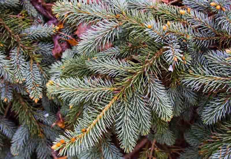 Picea Pungens The Blues Colorado Spruce