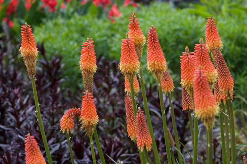 Kniphofia 'royal Standard' (red Hot Poker)