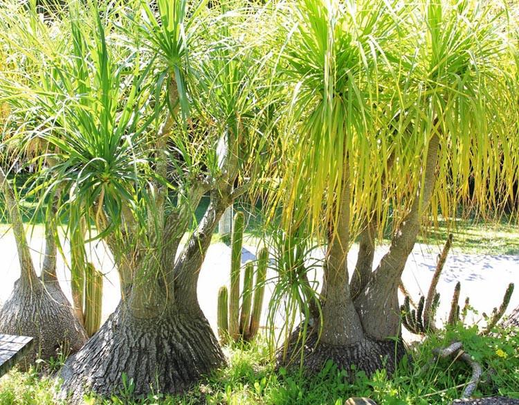 Beaucarnea recurvata (Pony Tail Palm)