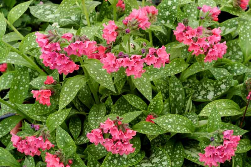 Pulmonaria 'Shrimps on the Barbie' (Lungwort)