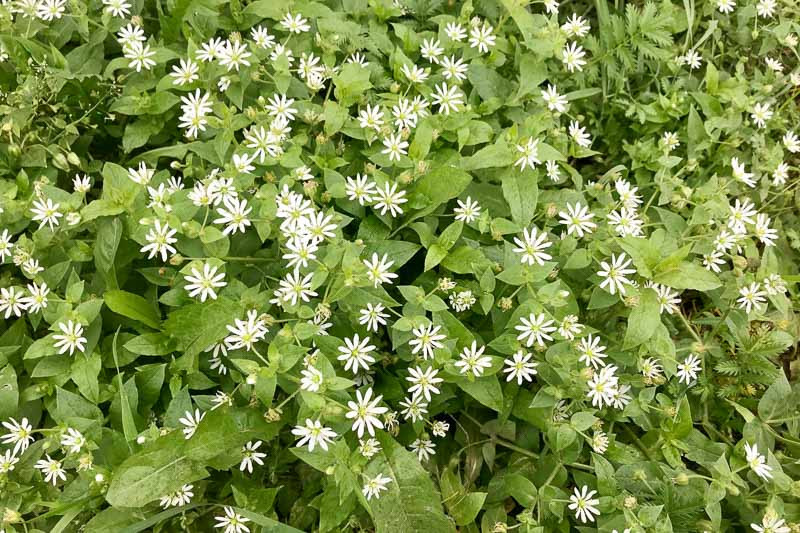 Eurybia Divaricata White Wood Aster   Q5XbpSfffNnMUVp8Fg8nVT28hLszG1HVLc94KDhm.webp