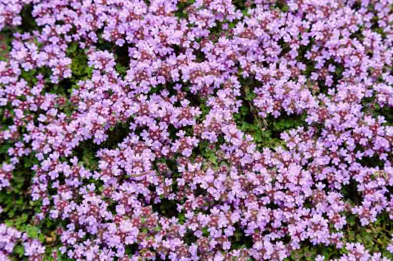 Thymus serpyllum 'Elfin' (Creeping Thyme)