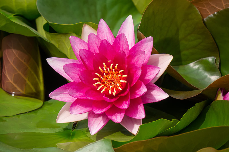 Nymphaea 'escarboucle' (hardy Water Lily)