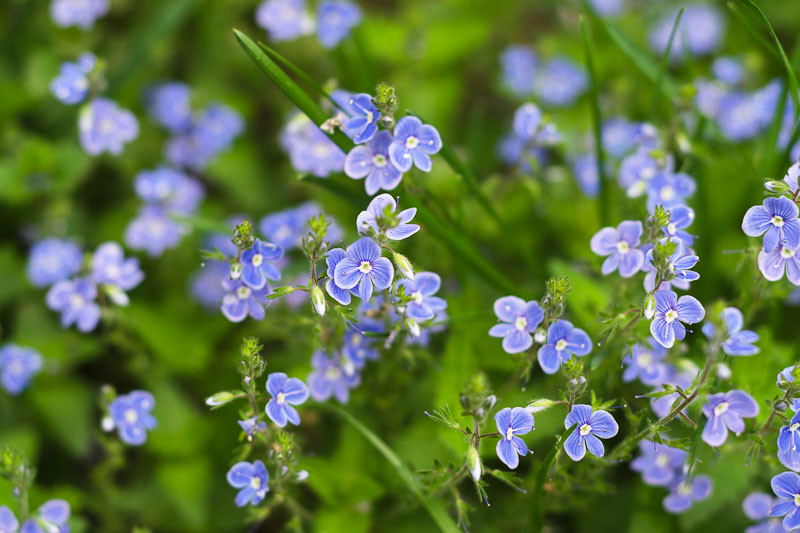 Veronica beccabunga (European Brooklime)