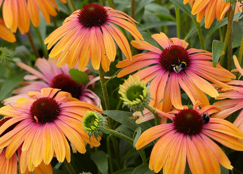 Echinacea Purpurea Rainbow Marcella Coneflower