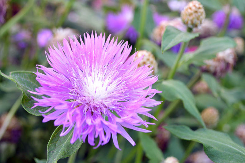 Centaurea dealbata (Persian Cornflower)