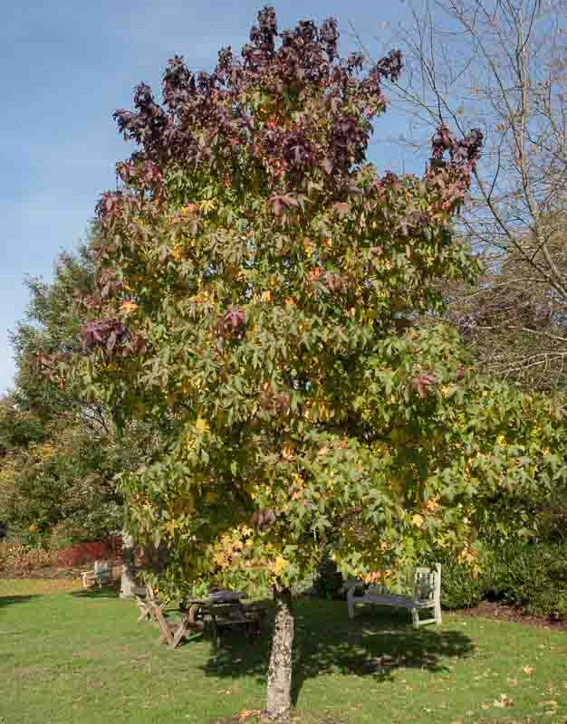 Liquidambar styraciflua 'Lane Roberts' (Sweet Gum)