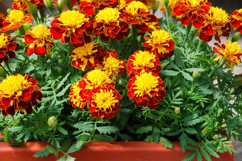 Tagetes Patula Super Hero™ Spry (French Marigold)