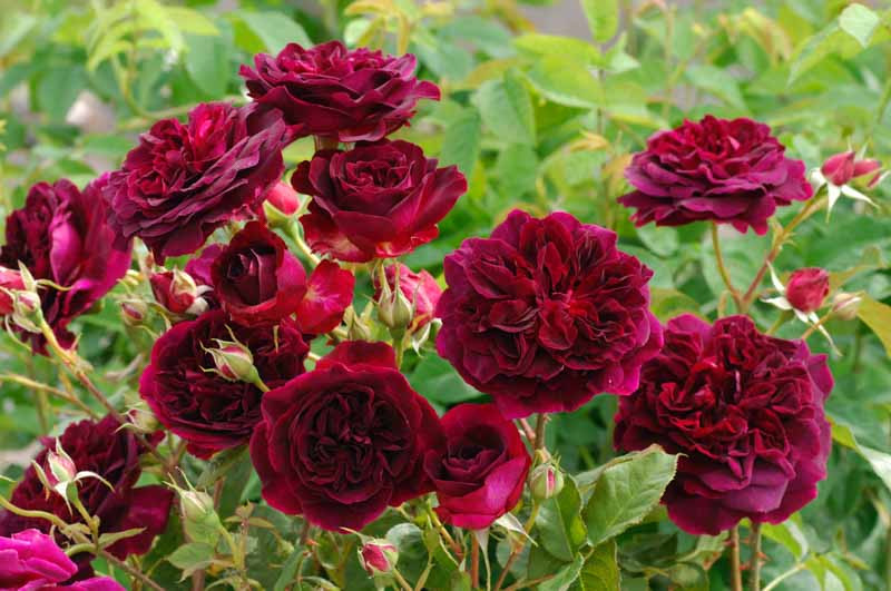 Wood (English Rose)