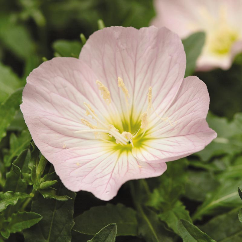 Oenothera Speciosa Siskiyou Evening Primrose 9624