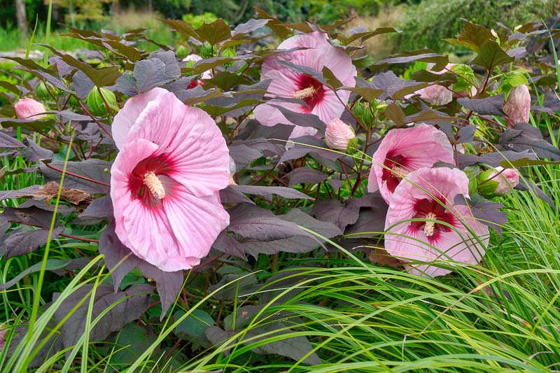 Hibiscus 'Kopper King' (Rose Mallow)