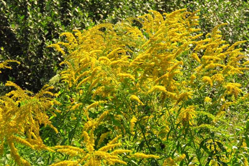 Solidago gigantea (Early Goldenrod)