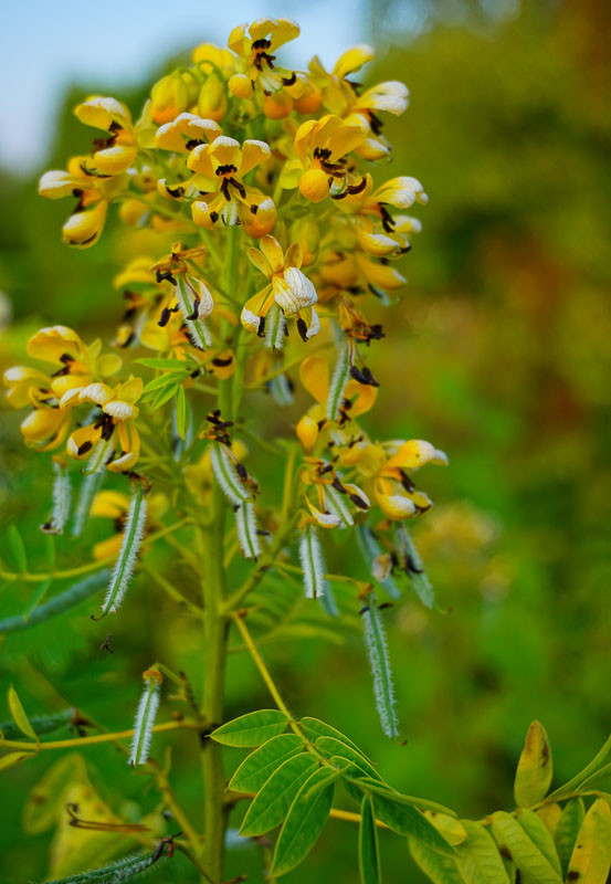 senna hebecarpa seed pods