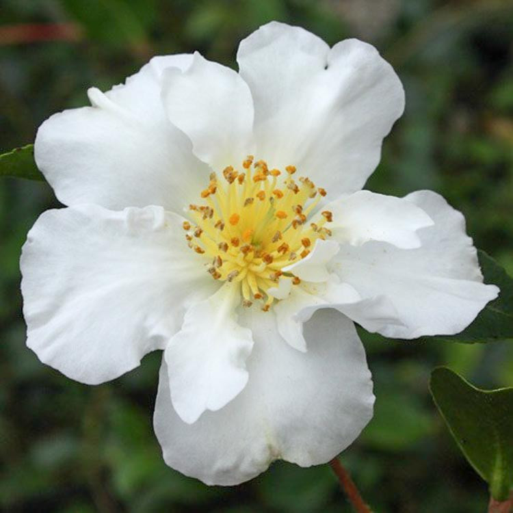 Camellia sasanqua 'Setsugekka'