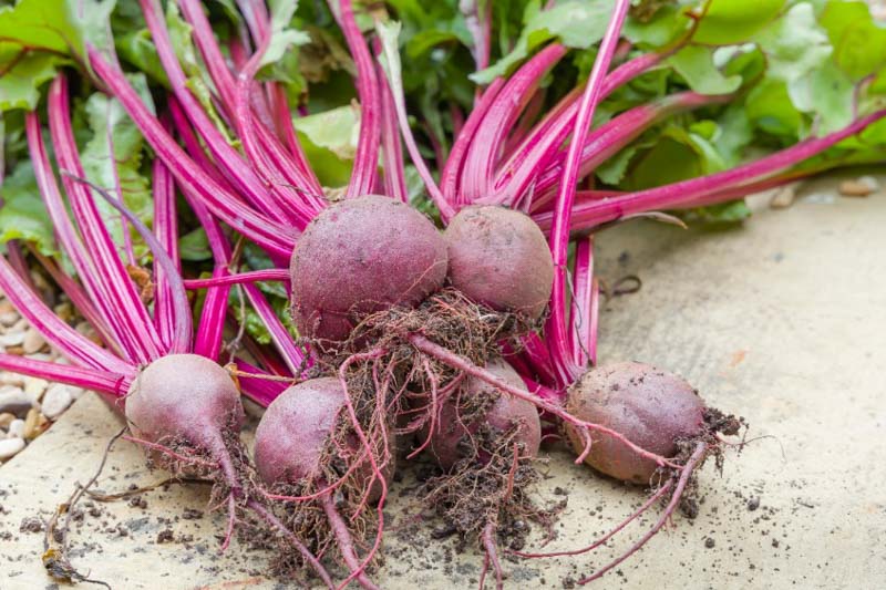 Beta Vulgaris (Beet)