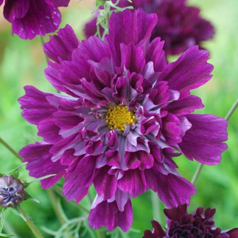 Cosmos bipinnatus 'Double Click Cranberries'