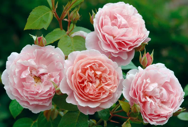 Rosa Strawberry Hill (English Rose)