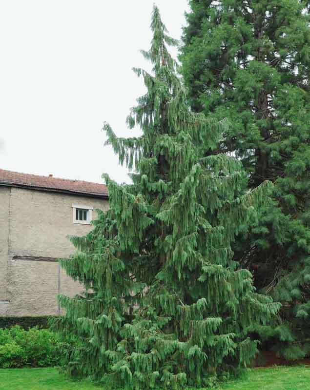 chamaecyparis nootkatensis 'pendula' nootka cypress