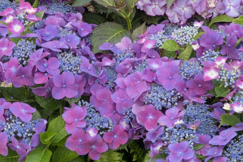 Hydrangea macrophylla 'Kardinal Violet'