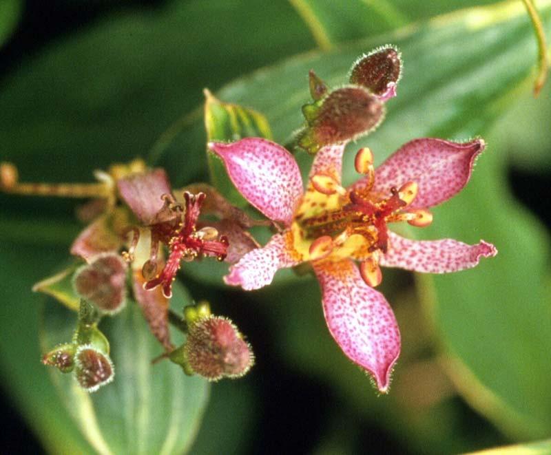 Tricyrtis formosana 'Samurai' (Toad Lily)