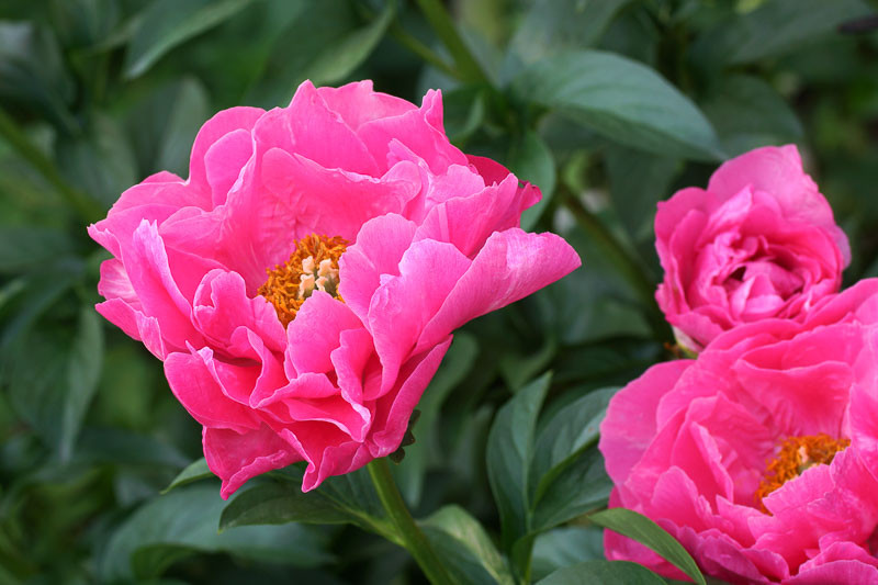 Paeonia 'Paula Fay' (Peony)