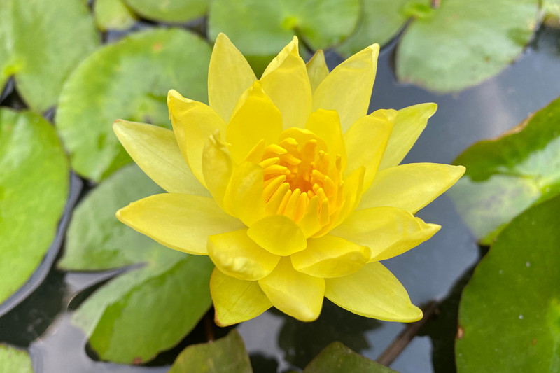 Nymphaea Mexicana Yellow Water Lily