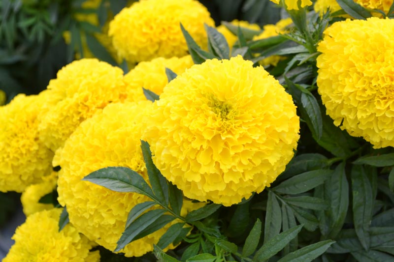 Tagetes erecta Big Duck Yellow F1 (African Marigold)