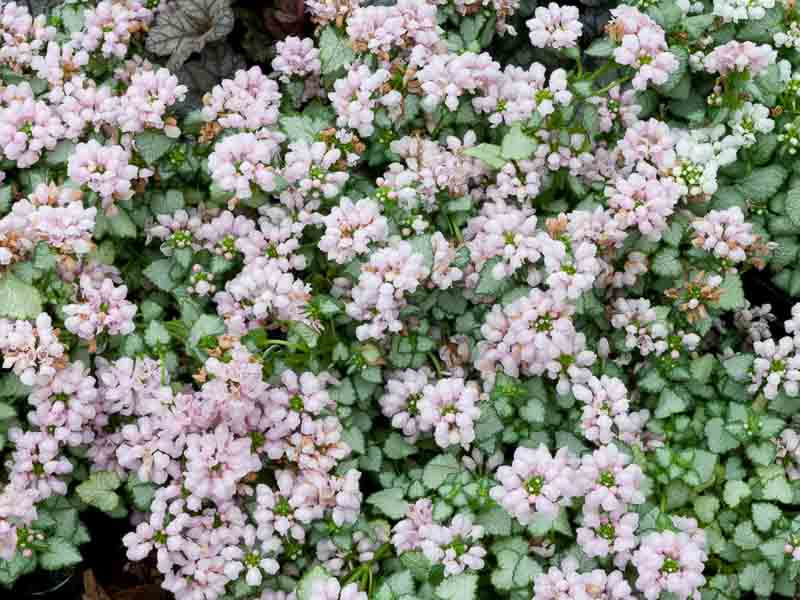 Lamium maculatum 'Pink Pewter' (Spotted Dead Nettle)