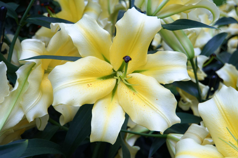 Lilium ‘Conca d’Or’ (Orienpet Lily)