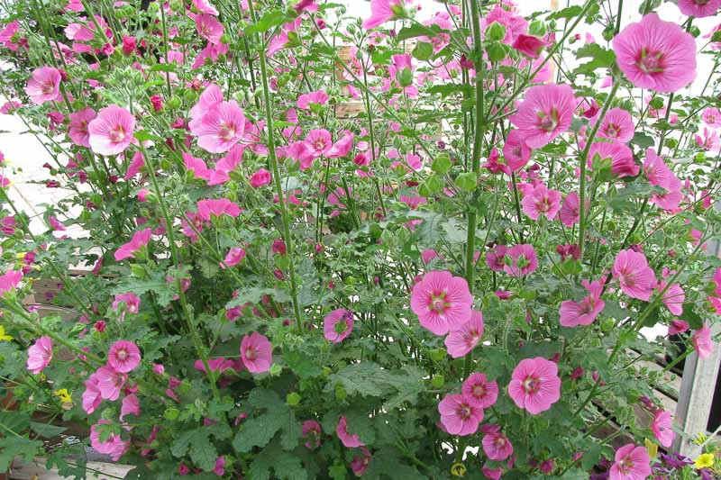 why is my african mallow shrub falling over