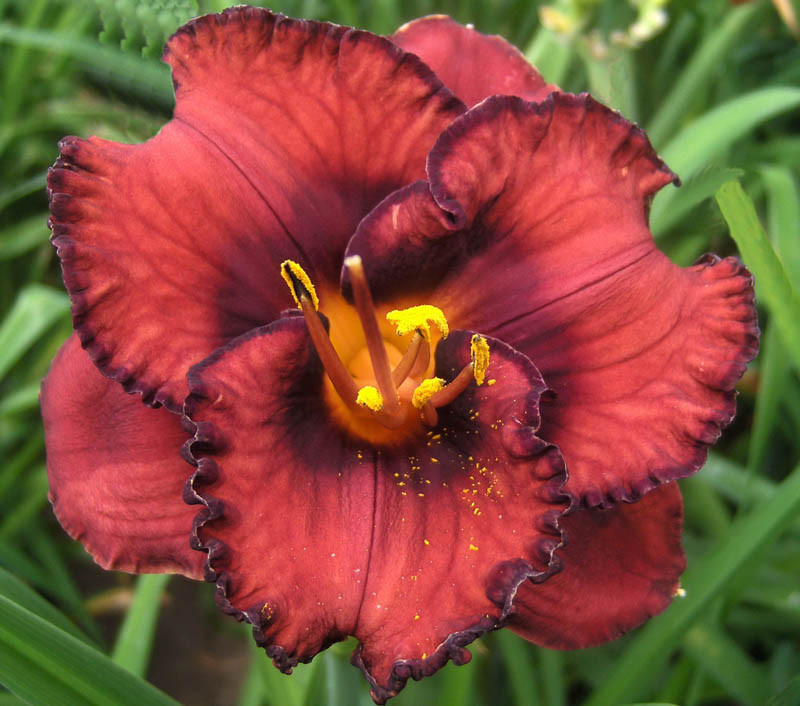 Hemerocallis 'Berrylicious' (Reblooming Daylily)