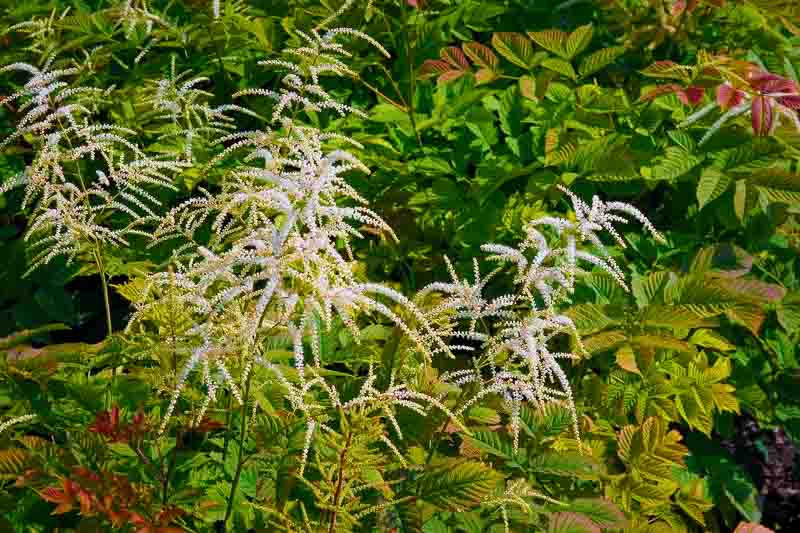 Image of Veronicastrum and goatsbeard companion plants